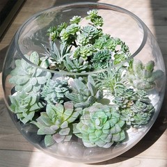 Supla 11 Pcs Mini Artificial Succulents Picks Unpotted Faux Succulent Green