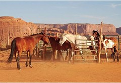 20x10ft Wild Horse Ranch Backdrop Western Countryside Desert Farmland Horses