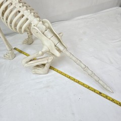 Large Crazy Bonez Skeleton Wolf Halloween Decoration Poseable Static Display Pro