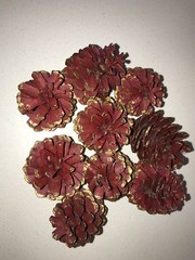 12 Pcs Red And Gold Tipped Painted Natural Pine Cones 3-5 Cm ALL SEASONS