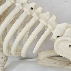 Large Crazy Bonez Skeleton Wolf Halloween Decoration Poseable Static Display Pro