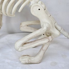 Large Crazy Bonez Skeleton Wolf Halloween Decoration Poseable Static Display Pro