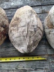 Whole Coconut Shell & Husk Giant 10″ Natural Dried Rustic Tiki Decor Lot of 5