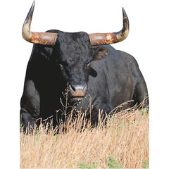 SP13392 Black Texas Longhorn Sitting Cattle Steer Beef Cardboard Cutout Standee