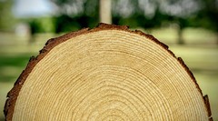Set of 10 Medium 911″ Wood Slices for Centerpieces Wedding and Baby Shower ce…