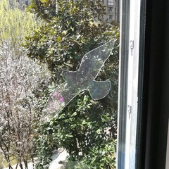 Holographic Window Decals for Bird Strikes – Glass Reminder Clear