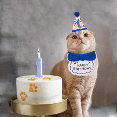 Cat Birthday Party Supplies, Blue Boy Cat Kitten Birthday Bandana Hat Numbers Pe