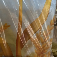 Cornstalks Backdrop 30 Foot Farm Birthday Party Supply Halloween Thanksgiving