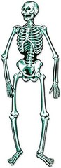 Jointed Skeleton Party Accessory (1 count) (1/Pkg)