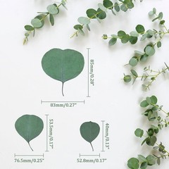 300PCS+ Real Eucalyptus Leaves for Shower – Sukh Dried Green