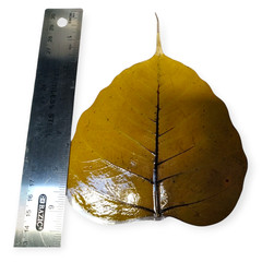 5 Preserved Dried Bodhi Leaves, originated from The Sacred Bodhi Tree