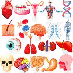 48Pcs Human Anatomy Party Cupcake Toppers Human Anatomy Body Part Birthday Party