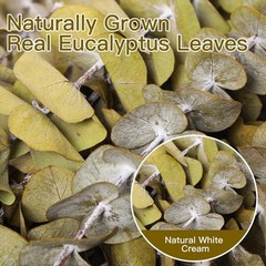 20 PCS Dried Eucalyptus Stems, 17» Natural Real Live Yellow