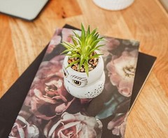 Harry Potter Hedwig 3-Inch Ceramic Mini Planter with Artificial White