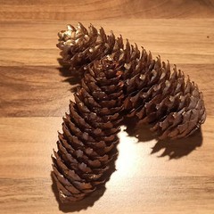 Golden Spruce Pine Cone Approx. 11Cm Real Natural Product Decoration Christmas