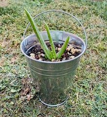 12 Metal Buckets 5 Inch Galvanized Pail for Wedding Decorations Party and Garden