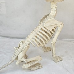 Large Crazy Bonez Skeleton Wolf Halloween Decoration Poseable Static Display Pro